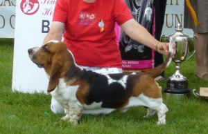 Duncan winning BIS at S E Hound Premier Show