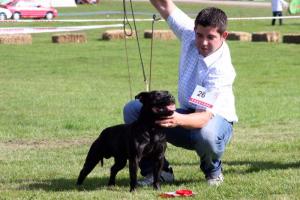 Blade15 months taking Best of Breed