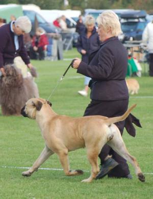 Maisie @ Clonmel