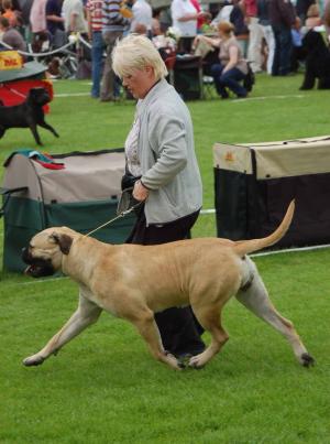 Maisie @ Tralee