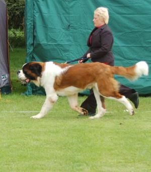 Cody @ Clonmel
