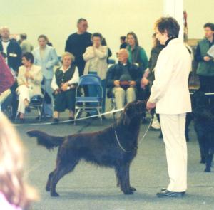 Casblaidd Dublin Whiskey of Withybed