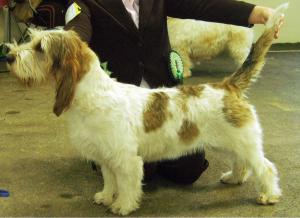 Kandecx Marshmallow Best GBGV Puppy