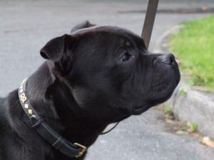 maxsta caymen king at caymenstaffs j.w.