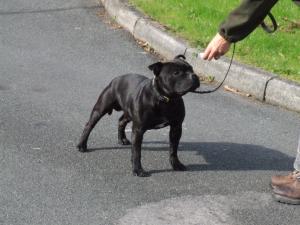 MAXSTA CAYMEN KING AT CAYMENSTAFFS J.W.