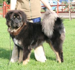 Heronsview Chevrolet Lad - best puppy dog