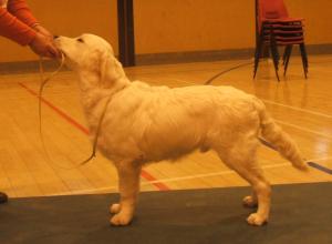Connor's first show