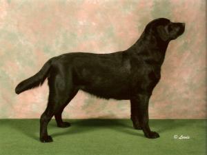 Best Puppy in Breed