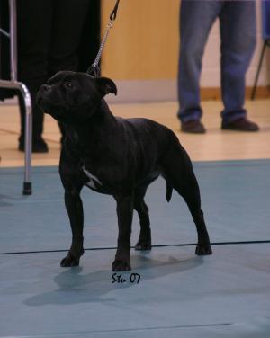 MAXSTA CAYMEN QUEEN AT CAYMENSTAFFS J.W.