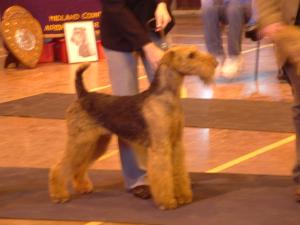 Dazzler at MCATC Centenary Open 2007