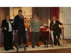 Winning reserve best dog in show