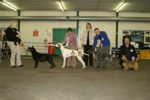 Group 1 Puppy gundog group