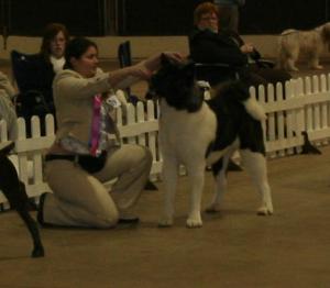 Thomas in the Best In Show Line up