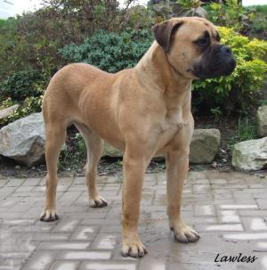 IKE ... Belwood Phantom 8 mths