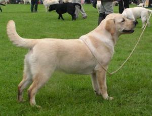 Kenmilleven Luna (Myrtle)