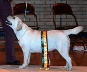 ERIN WINNING BEST IN SHOW