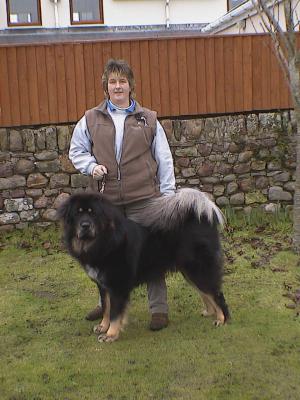 Heronsview Chevrolet Lad at 13 months old
