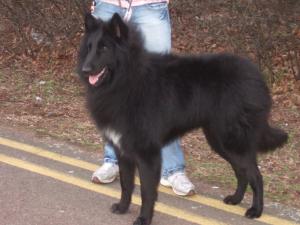 Baska at Crufts