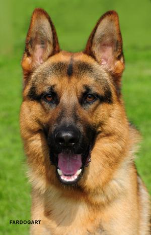 Diesel