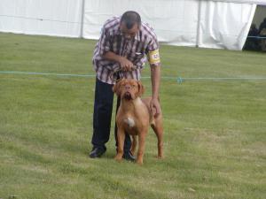 RESERVE BEST-IMPORT-PUPPY-BITCH