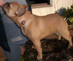 cadbury angels Goldflower