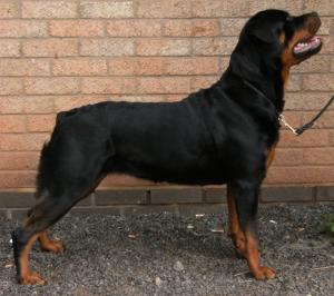 Choas at the Rottweiler club 2008