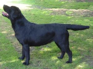 Mable