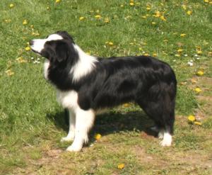 Saucie at 8 mths