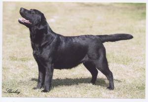 Molly in Show Pose