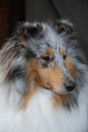 BEAUTIFUL HEAD STUDY OF FREYA