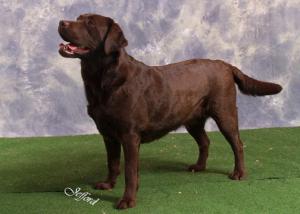 Best of Breed @ Romsey & District Canine Society