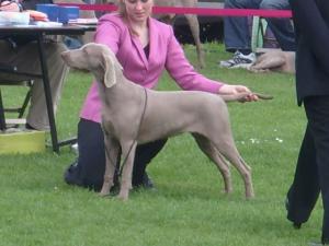 Ruby @ WA Champ show on her way to BPIS