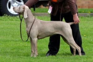Jinny Veteran Class WA Champ Show 2008