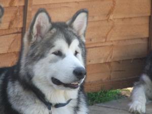 RAZOR at 6 months old .