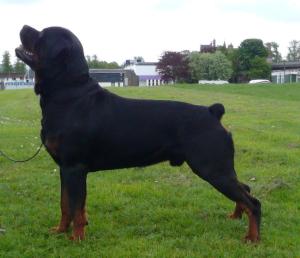 Boris 2.5 years old.