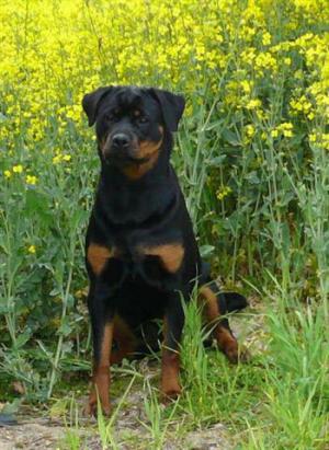 Diva @ 8 months old.