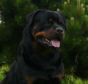 Indiana at the show.