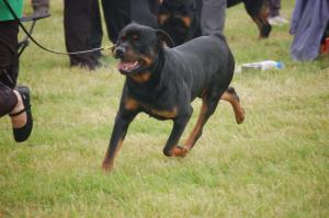 Rocky wins his 1st CC