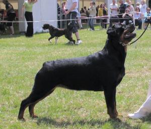 Meggie at Three Counties 06.08