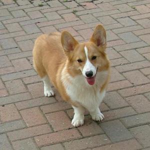 RED aged 9 months