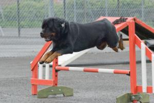 Webby enjoying a bit of agility
