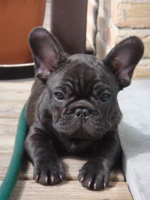 Hector