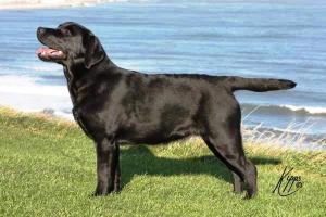 Ruby Best of Breed.