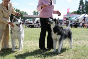 Misty & Mikey in Challenge for Best Puppy