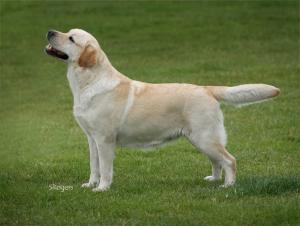 National Gundog
