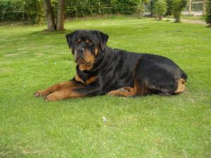 Buck at home  3 years a gentleman
