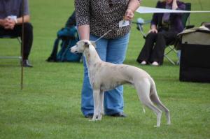 Biscuit in the ring at the show