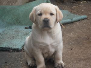Ralph age 8 weeks after a digging session 