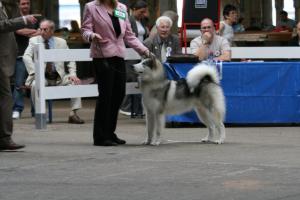 Mikey  Best Puppy In Breed Birmingham City 2008
