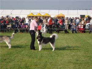 Misty at Driffield